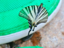 Seltener Schmetterling, der diese Turnschuhe liebt!